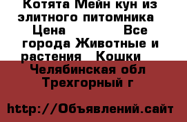 Котята Мейн-кун из элитного питомника › Цена ­ 20 000 - Все города Животные и растения » Кошки   . Челябинская обл.,Трехгорный г.